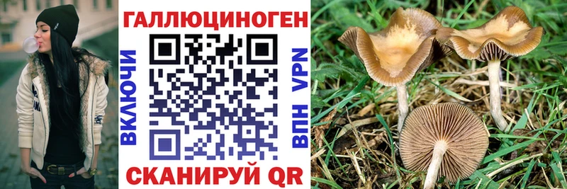 где можно купить наркотик  Карачев  Галлюциногенные грибы Magic Shrooms 